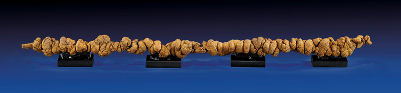 Illustration for article titled 18 Things You Probably Didn't Know About Poop
